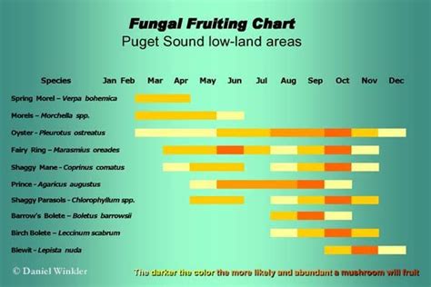 mushroom season chart|best time to hunt mushroom.